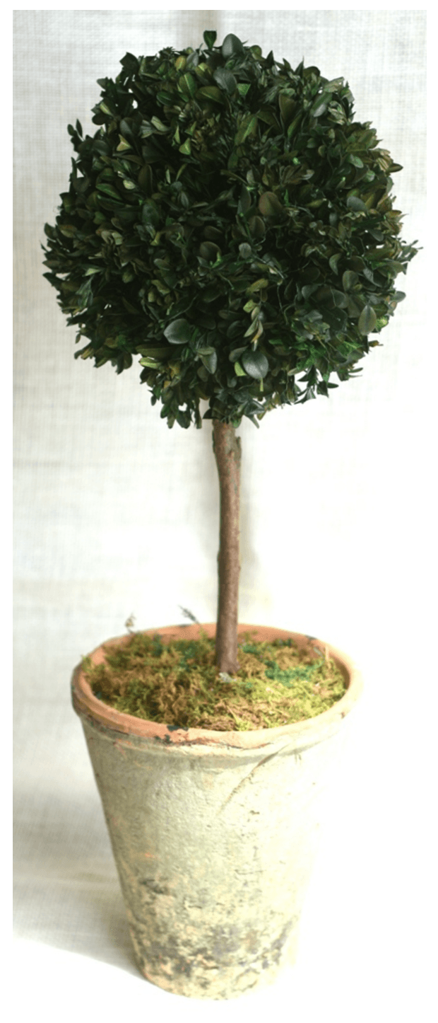 30 inch Preserved Boxwood Single Ball Topiary